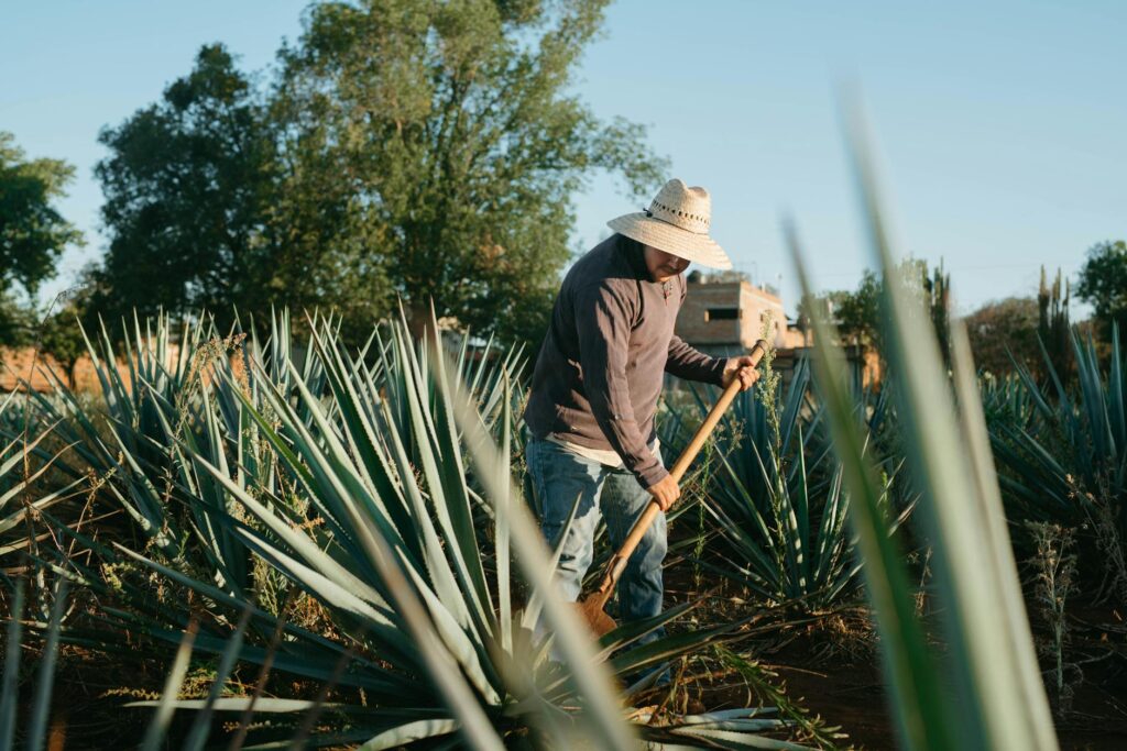 Hispanic male farmer tending agave plants in a sunny Mexican field.